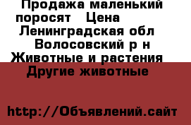 Продажа маленький поросят › Цена ­ 5 000 - Ленинградская обл., Волосовский р-н Животные и растения » Другие животные   